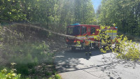 hasiči stromy1